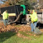 leaf removal