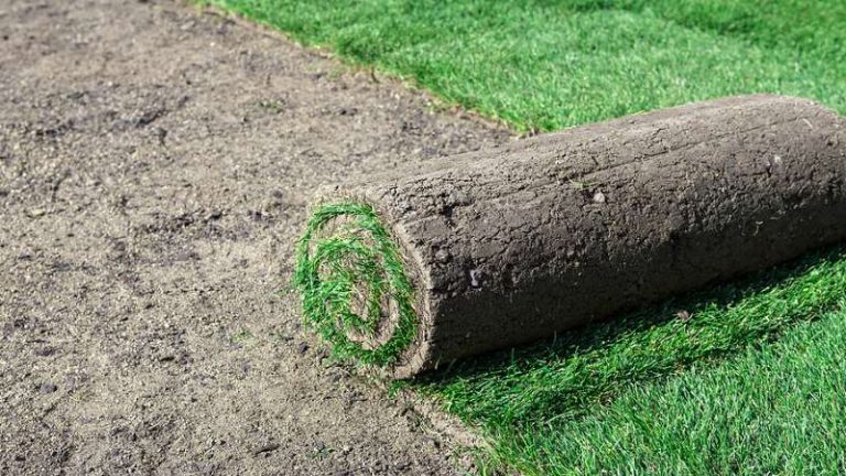 Should You Install Your New Lawn Using Seed Or Sod?