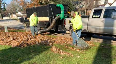 yard cleanup